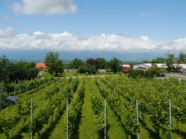 Vineyards in Georgia