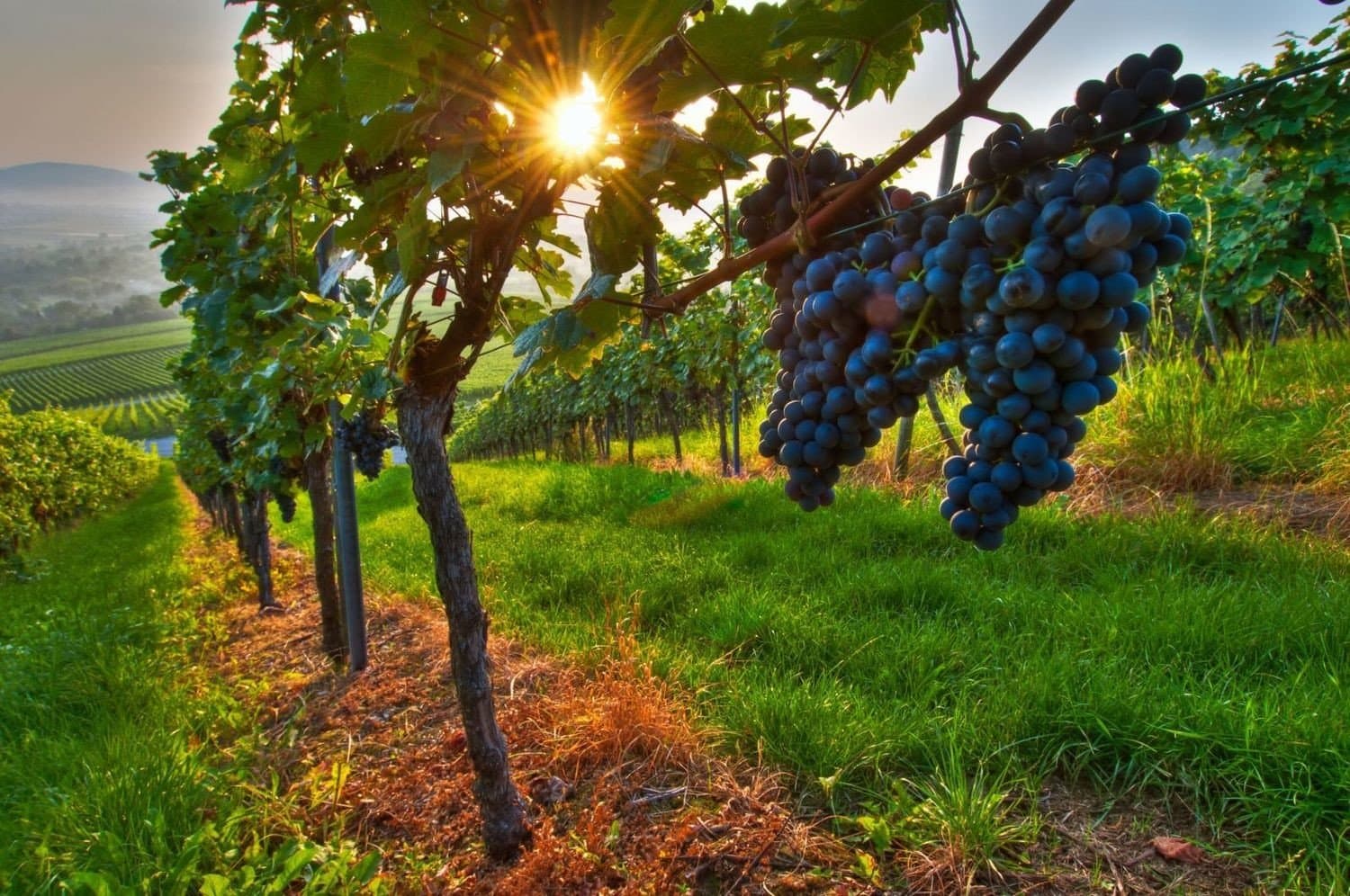 vine fields in Georgia