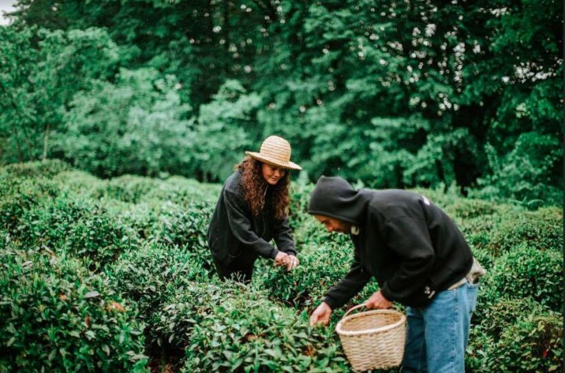 Tourists picking up tea in Georgia