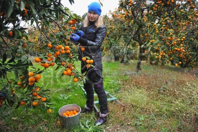 Tangerine harvesting process in Georgia