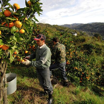 Tangerines harvest in Georgia