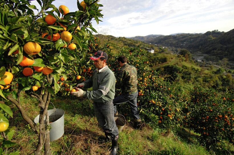 Tangerines harvest in Georgia