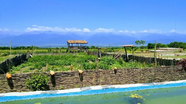 Ruispiri vineyards in Kakheti, Georgia