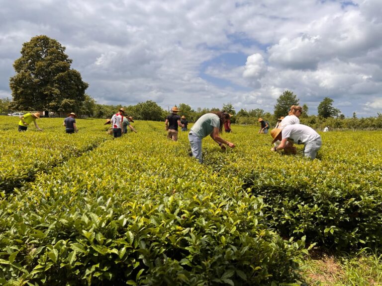 Tourists in Guria (Georgia) partaking in the tea picking activity while on tea and train tour with Geotrend