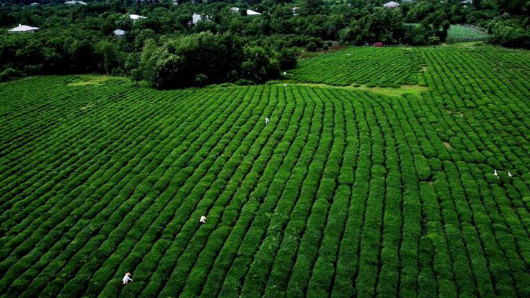 Tea plantations in Guria, Georgia