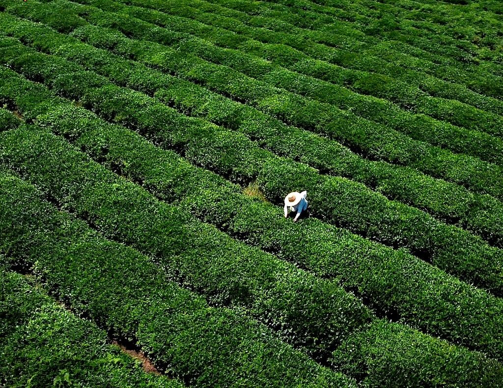 Tea plantations in Guria, Georgia during the tea tours by Geotrend
