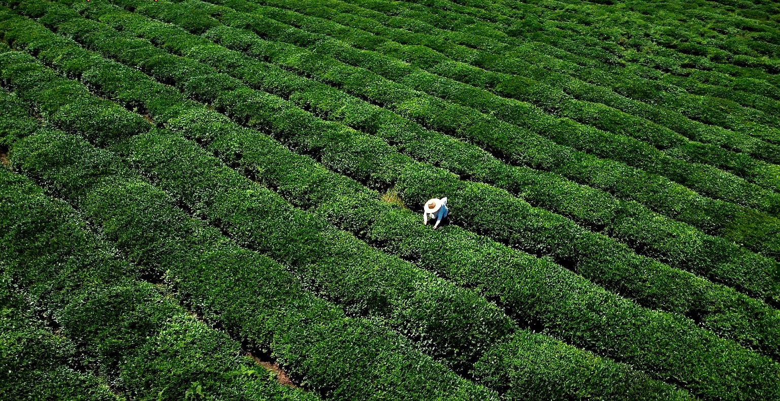 Tea plantations in Guria, Georgia during the tea tours by Geotrend